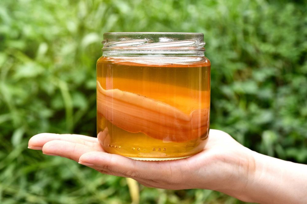 Grzyb scoby kombucha