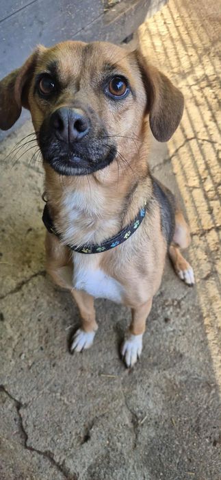 Do adopcji cudowna sunia