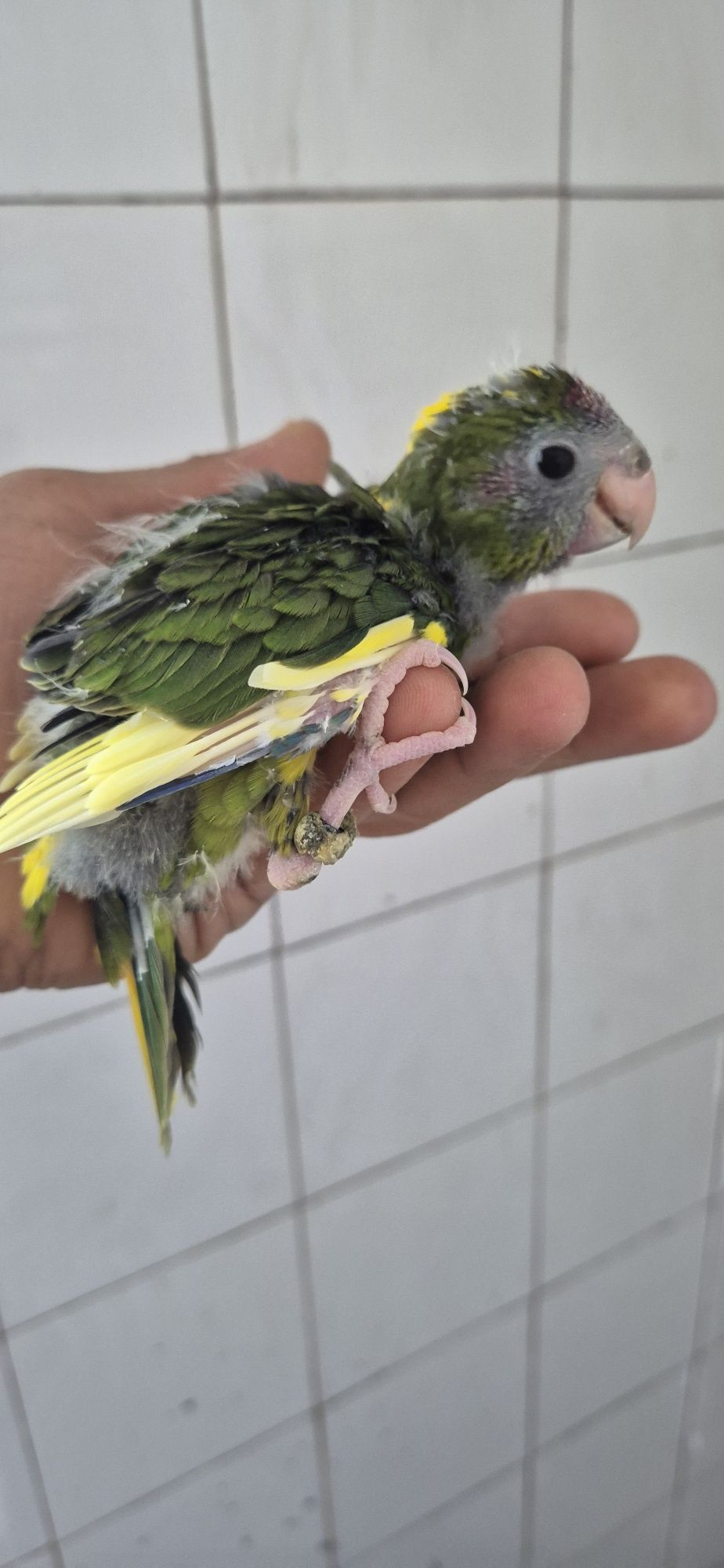 Kakarikis serem criadas a mão