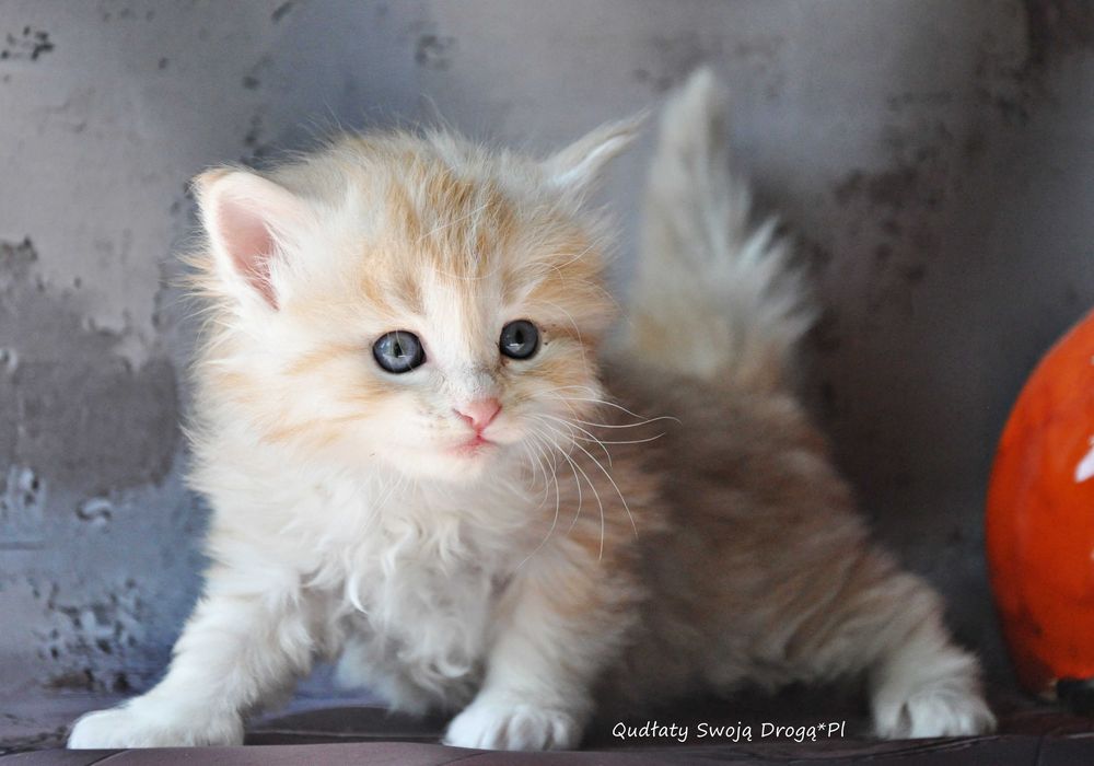 Qudłaty Swoją Drogą*Pl