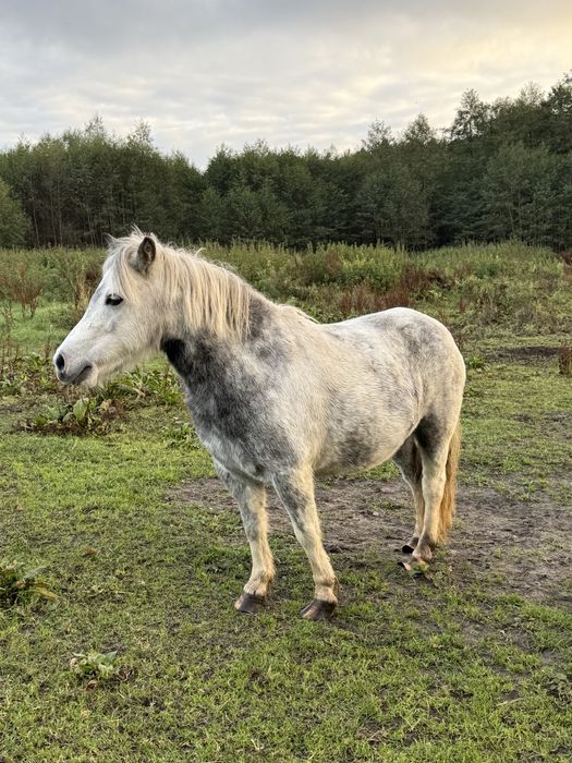 Sprzedam kucyki ze zdjecia