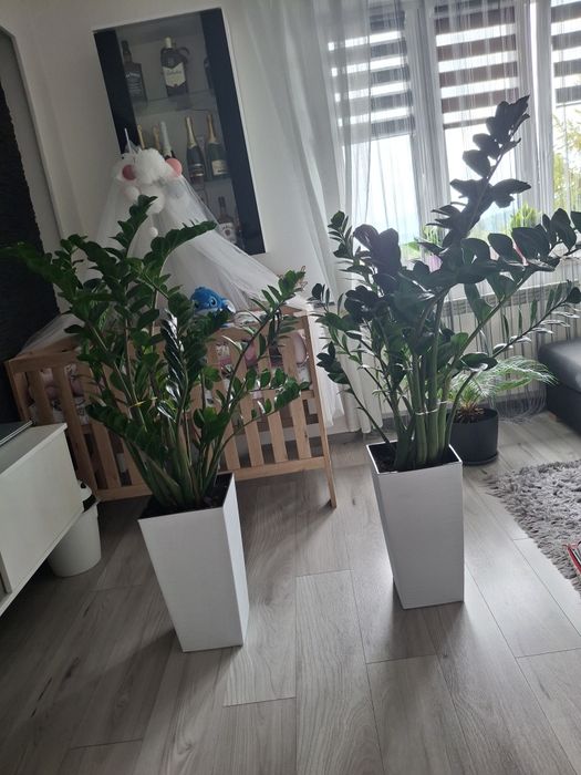 Sprzedam zamiokulkasy