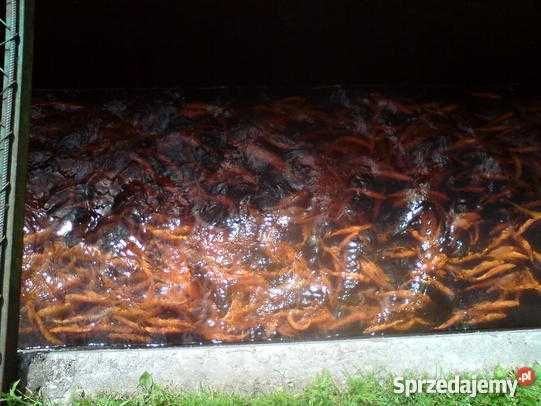Karaś kolor,karp koi,orfa,karp,amur,tołpyga,wzdręga,jesitr,jaź,węgorz
