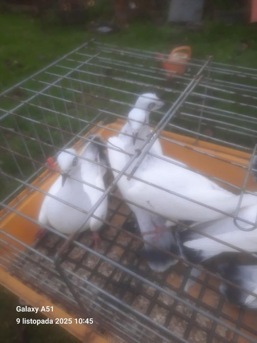 Gołębie na sprzedaż