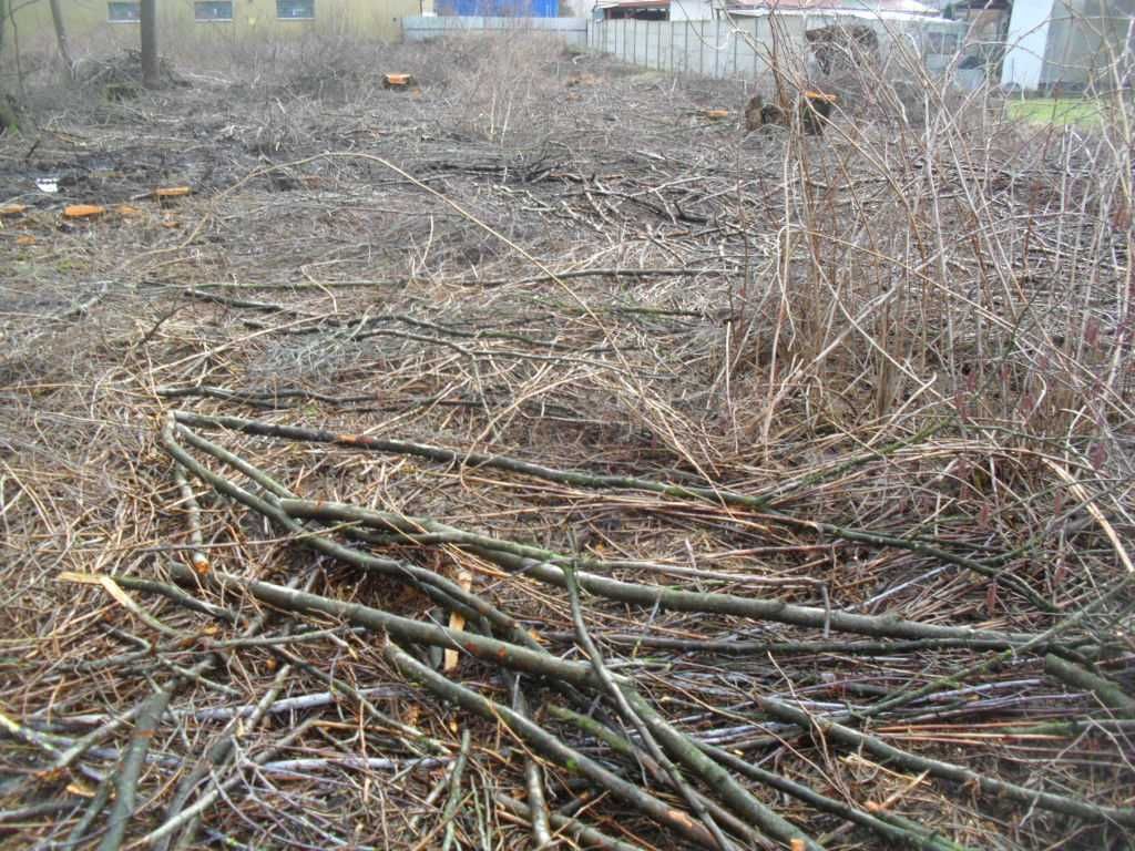 duża ilość grubych gałęzi w Siedlcach