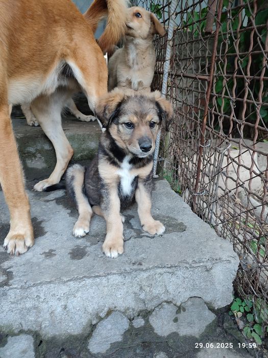 Красивые Щенки бесплатно