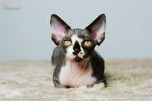 Cudny kocurek devon rex , przytulanka