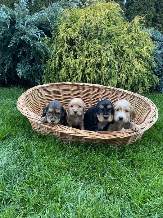 Szczeniak Cocker Spaniel Suczka