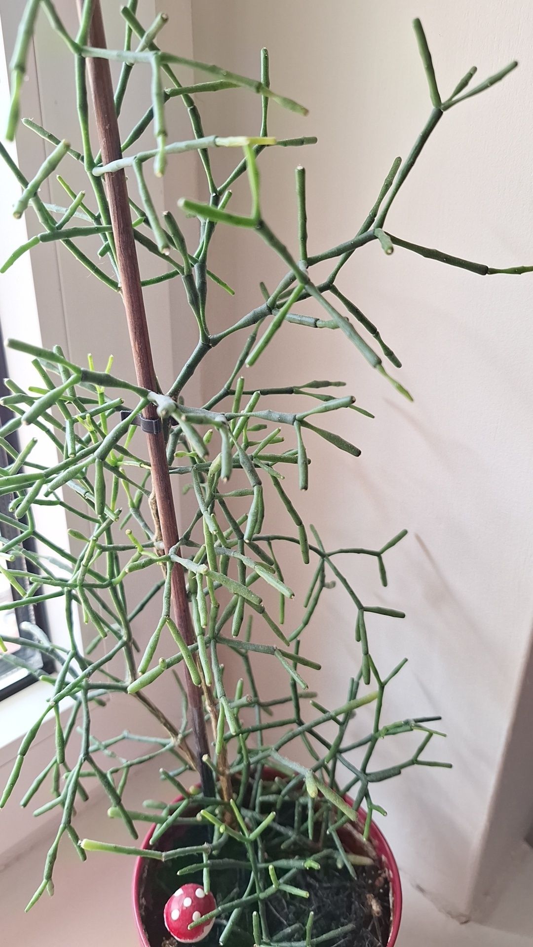 Hatiora salicornioides, zwany patyczakiem, wysokość 42 cm