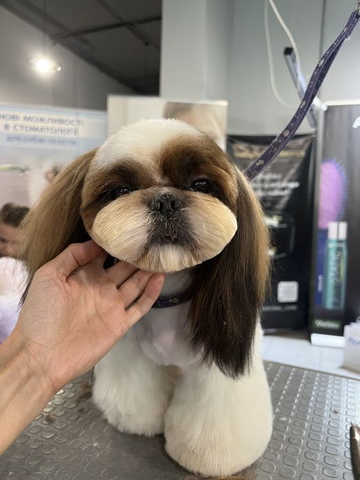 Нереально красивай кобель ши-тцу на вязку