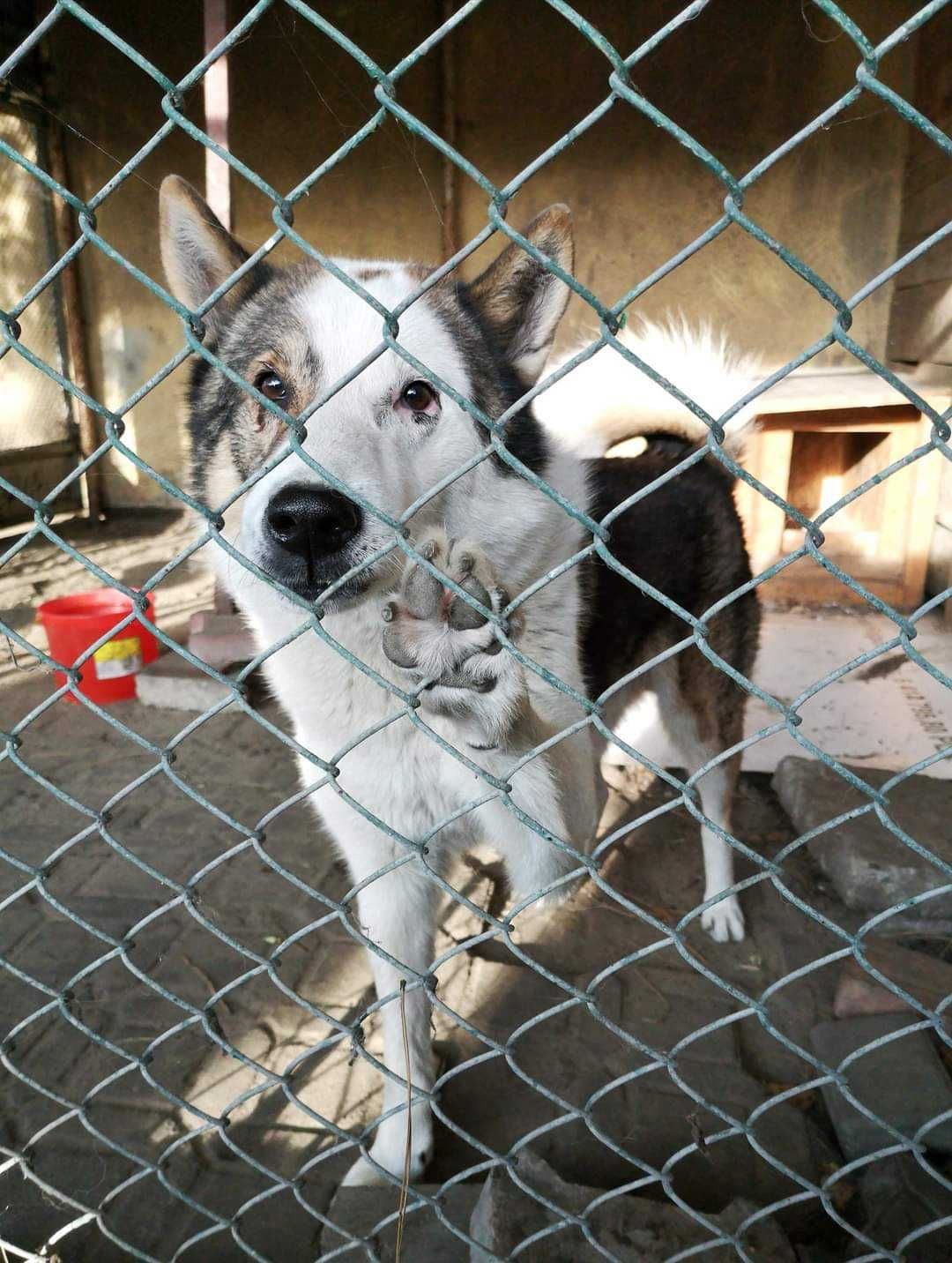 Piękny pies w typie łajki do adopcji.