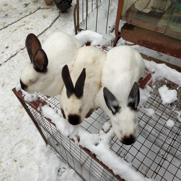 Кролі Каліфорнія