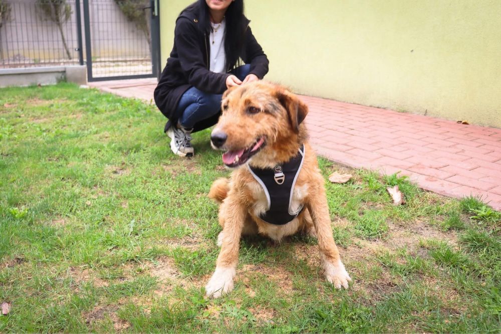 Szukamy domu dla Spajka