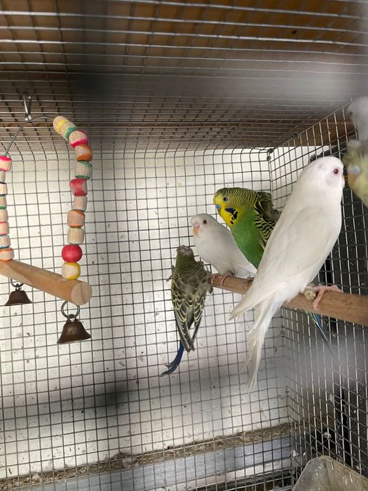 Periquitos lutinos, albinos, hagoromo