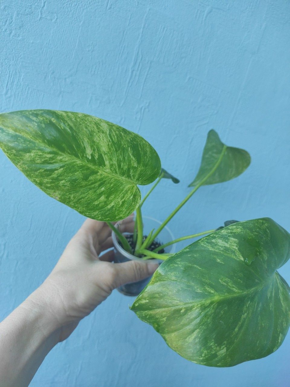 Філодендрон Giganteum variegata