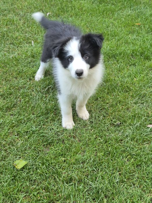 Piesek border collie show po zdrowych rodzicach