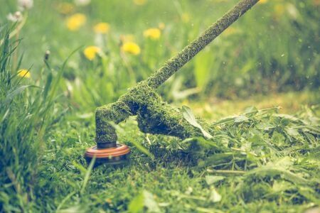 Usuwanie drzew oraz czyszczenie ogrodów