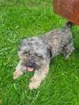 Za darmo piesek shih  tzu