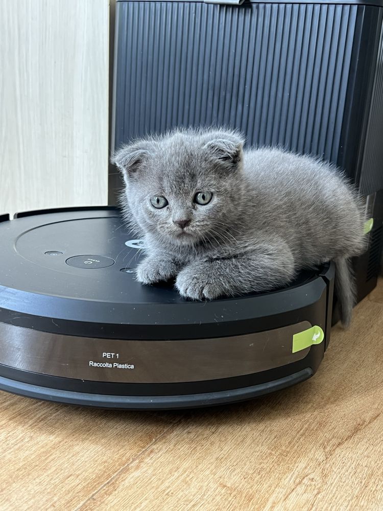 Scottish Fold Blue