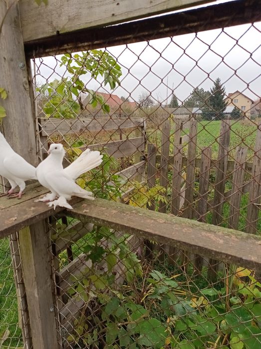 Gołębie ozdobne różne