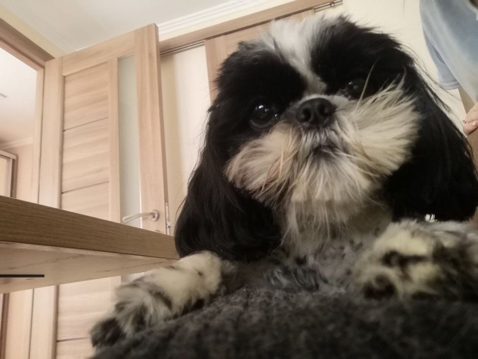 В‘язка ши-тцу хлопчик