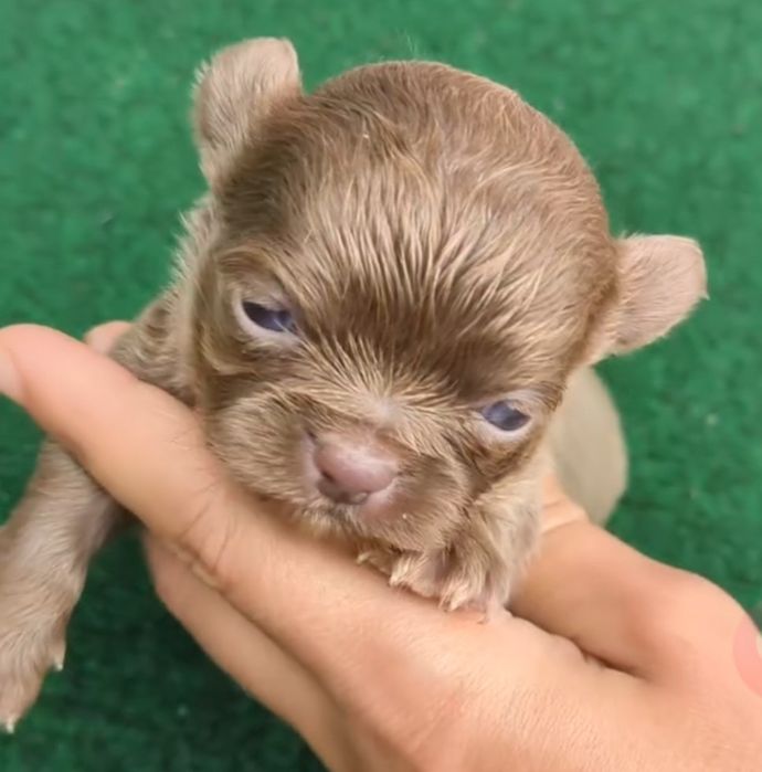 Chihuahua  de qualidade