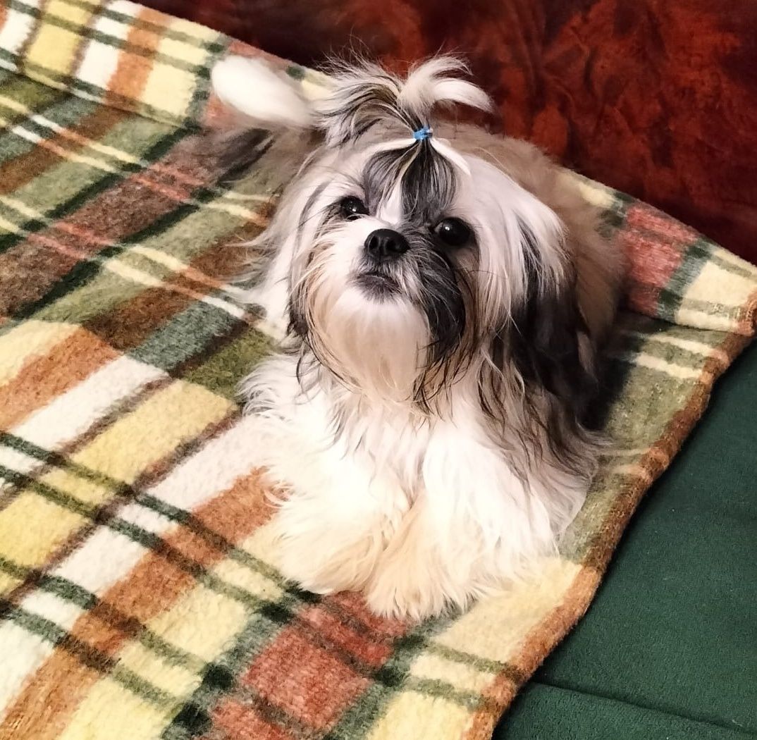 Chłopiec shih tzu