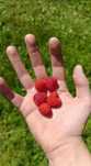 Sprzedam maliny odmiana benefis