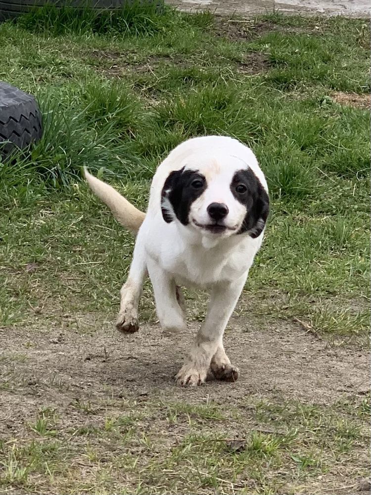 5mczny szczeniak suczka w typie jack russel terrier szuka domu