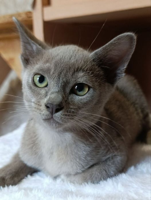 Котики,Бурма голубая, мальчики