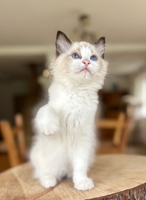 Ragdoll FPL kotka seal bicolor