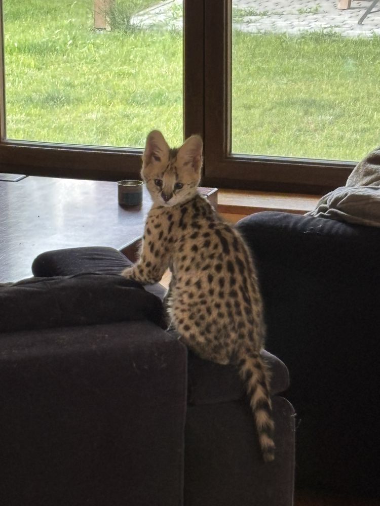 Kocurek Savannah F 1