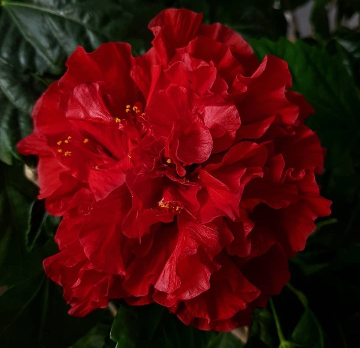 Hibiskus, róża chińska 60 lat czerwone kwiaty ogromna rozłożysta