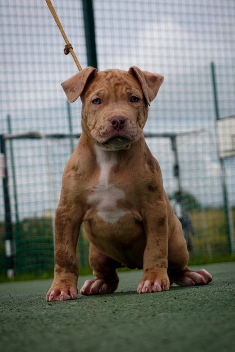American Bully XL suczka  merle