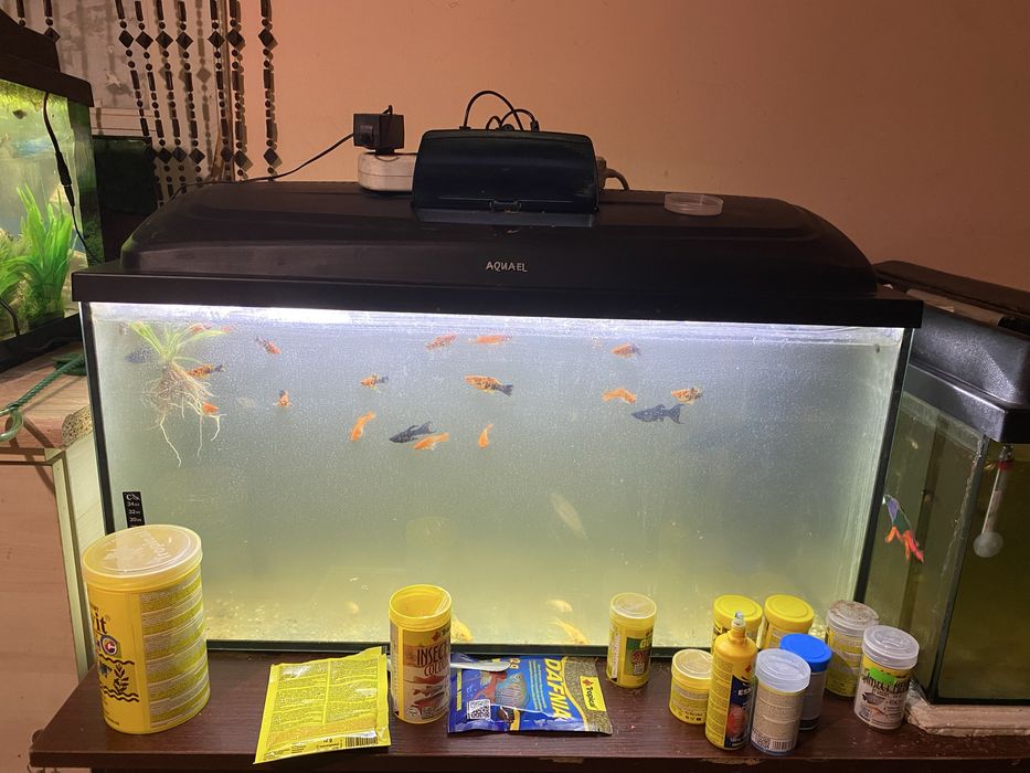 Sprzedam rybki akwariowe, akwarium całość