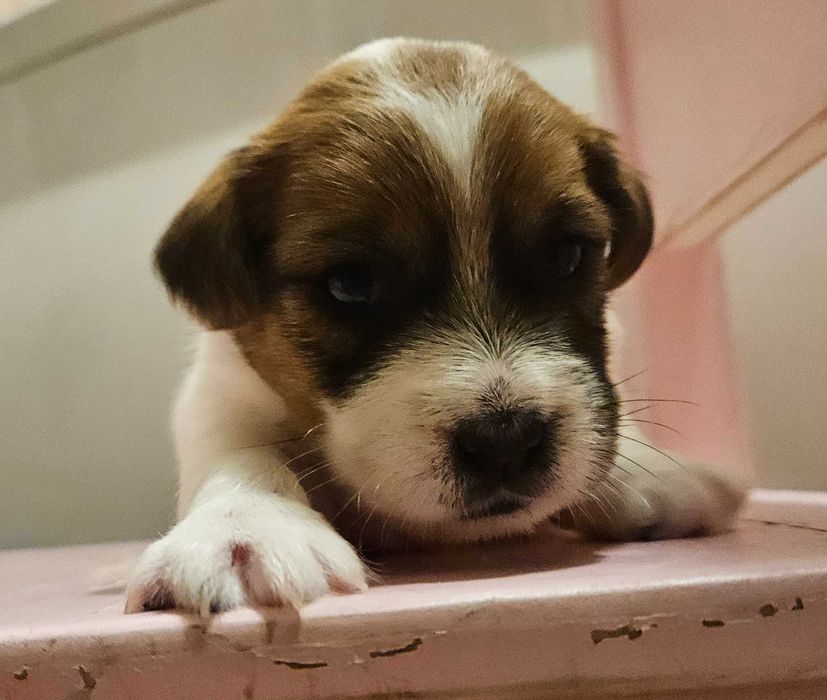 Jack Russell Terrier FCI ZKwP