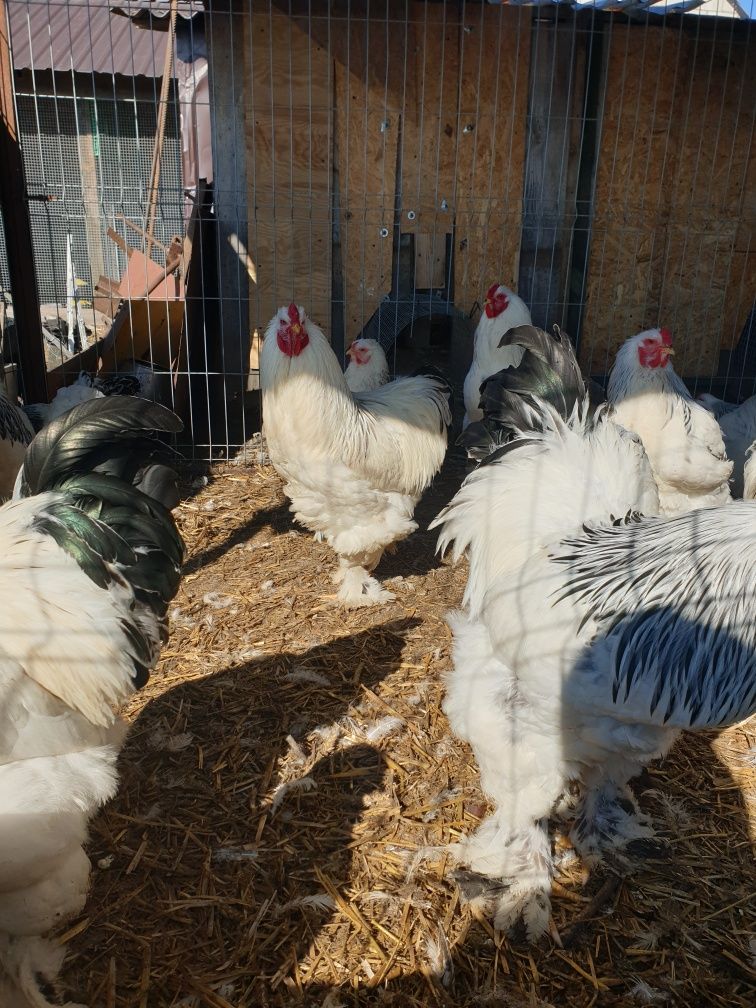 Brahma gronostajowa jaja lęgowe