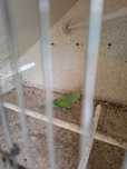 Ring neck verde femea