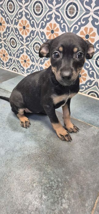 Szczeniaki chłopczyki około 3 miesiące