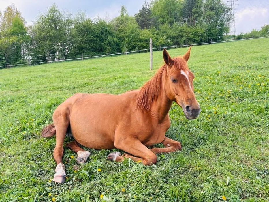 Klacz ze zrebakiem po Flawiuszu