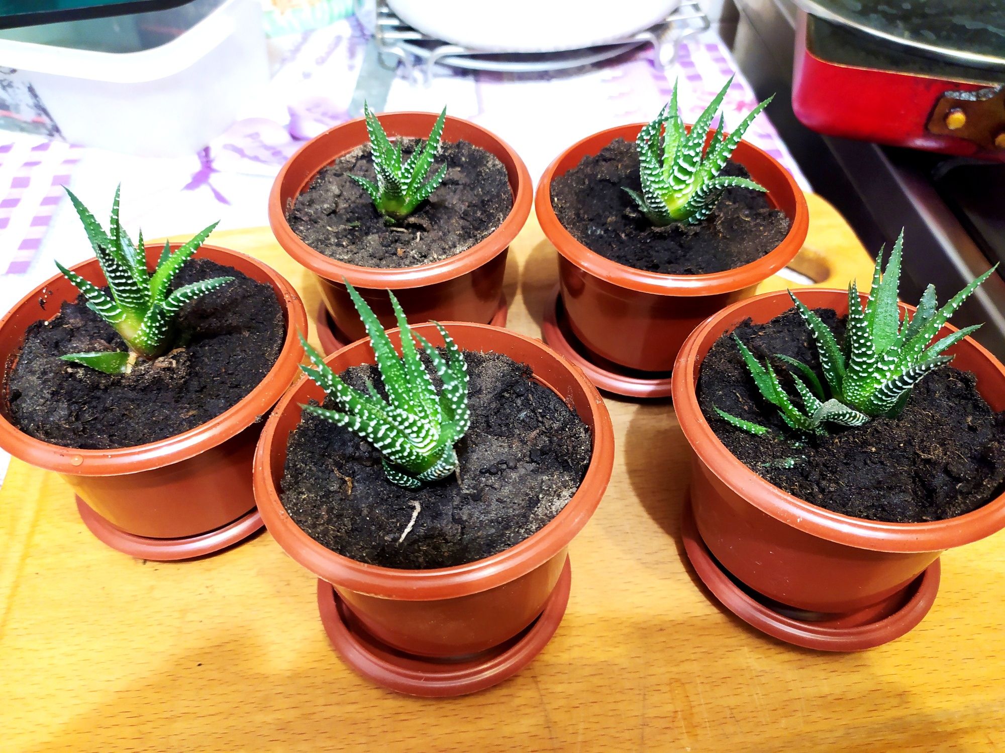 Хавортия полосатая (Haworthia fasciata)