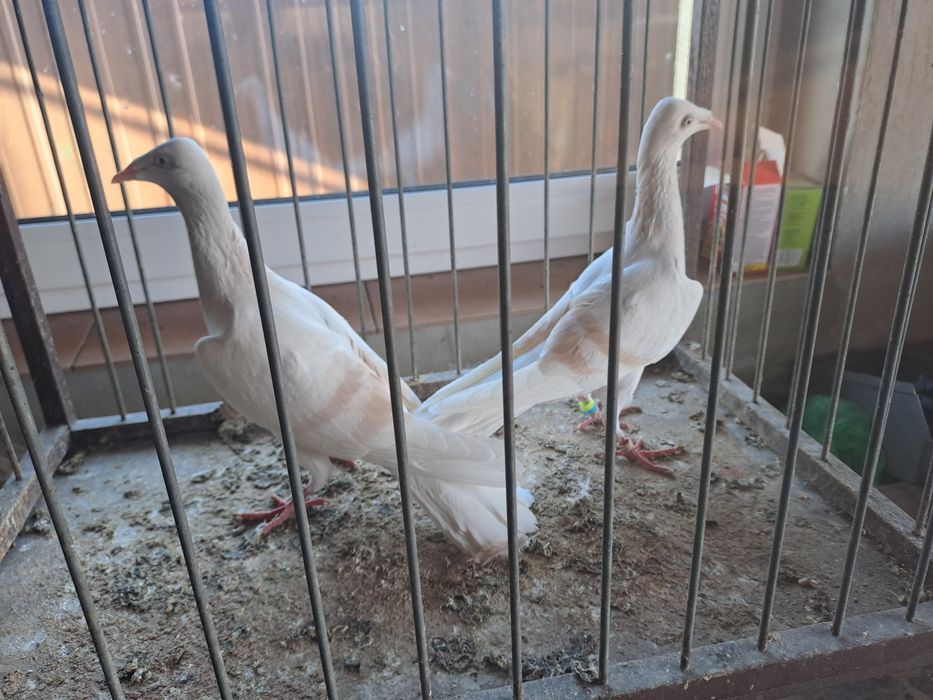 Srebrniak perłowy pasiak masłowy białoogon para