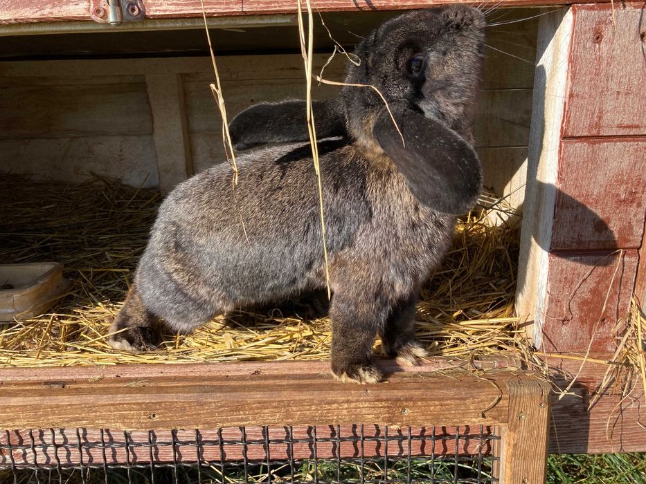 Króliki 6 miesięcy