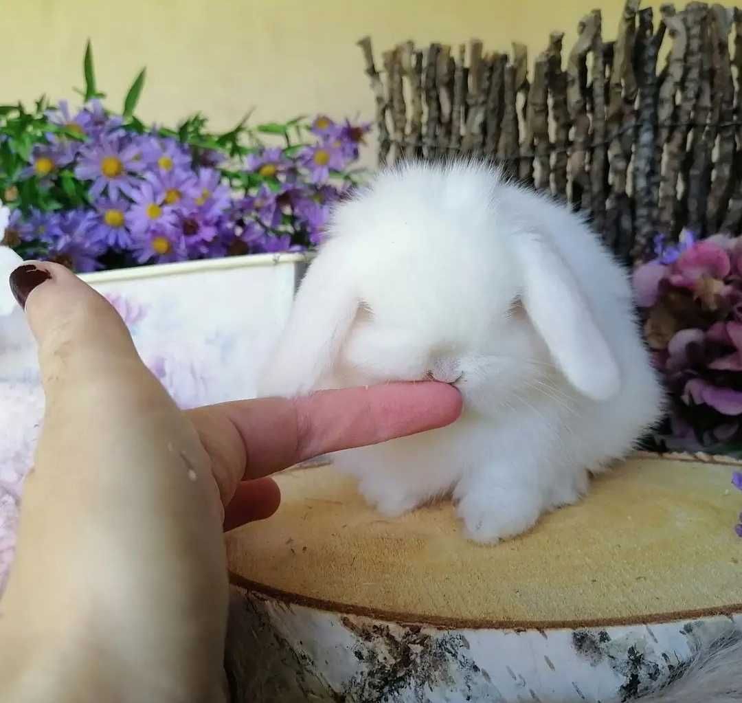 KIT Coelhos anões orelhudos, mini lop adoráveis e super inteligentes