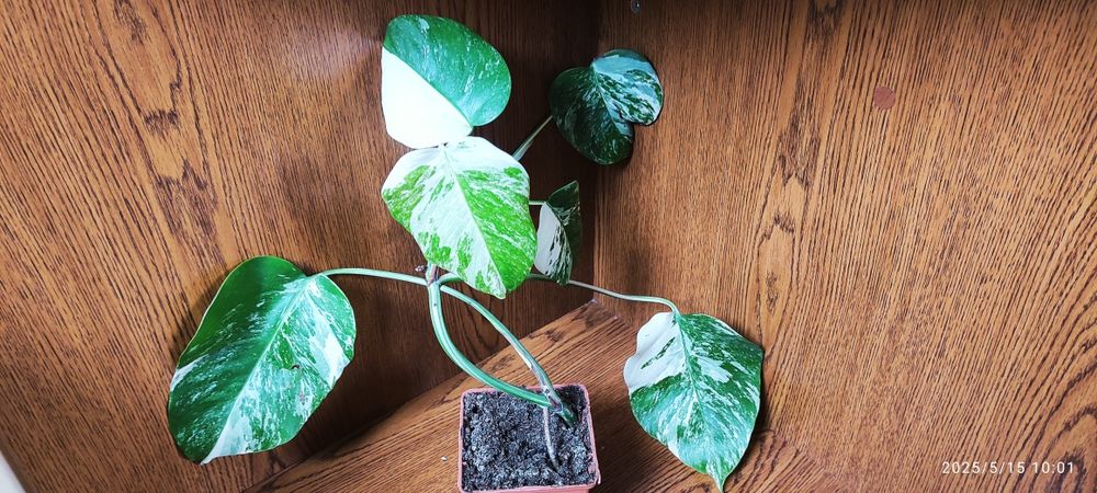 Монстера Альба Alba Variegata верхівка