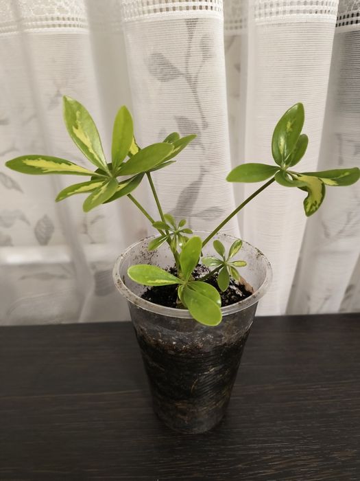 Шефлера  250 грн