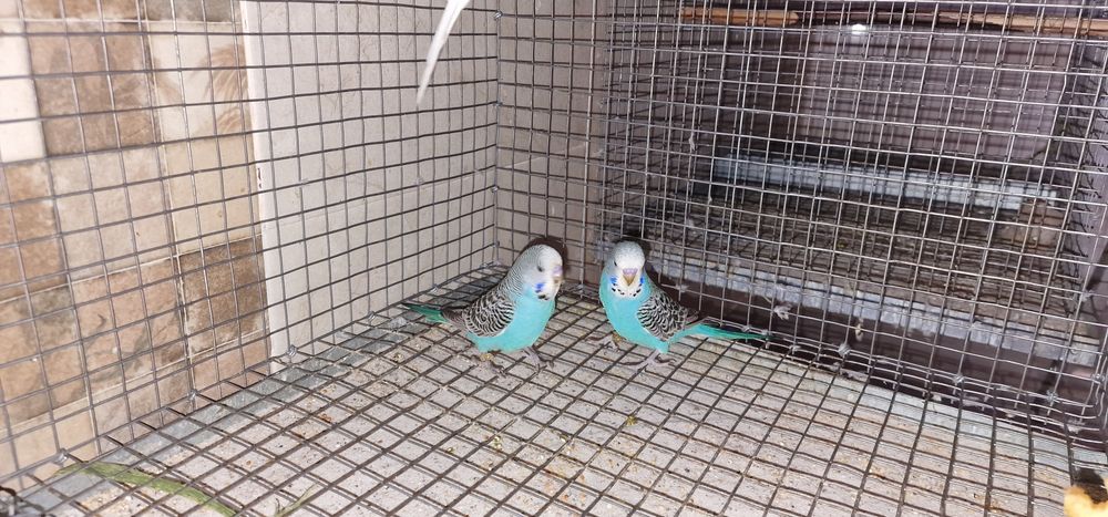 Periquitos inglêses