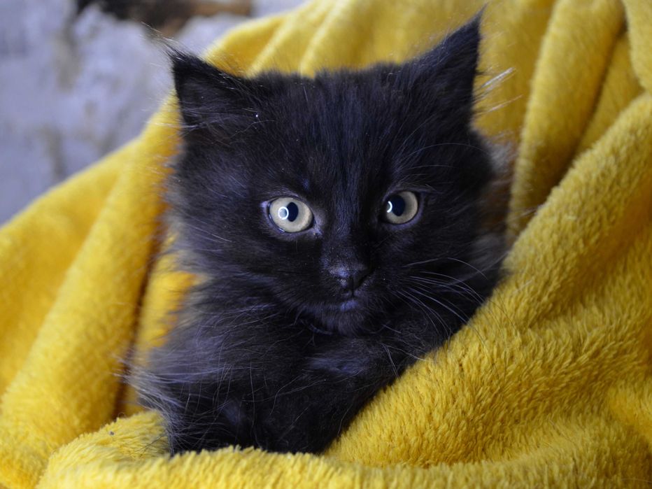 Кошеня, хлопчик, 2.5 міс. в добрі руки