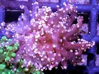 Euphyllia Yaeyamaensis Orange Ogromne Głowy