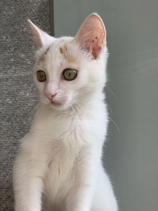Кошеня шукає родину